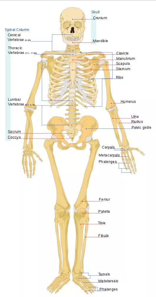 how-many-bones-are-there-in-human-body