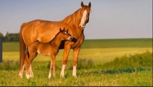 How Long Do Horses Live