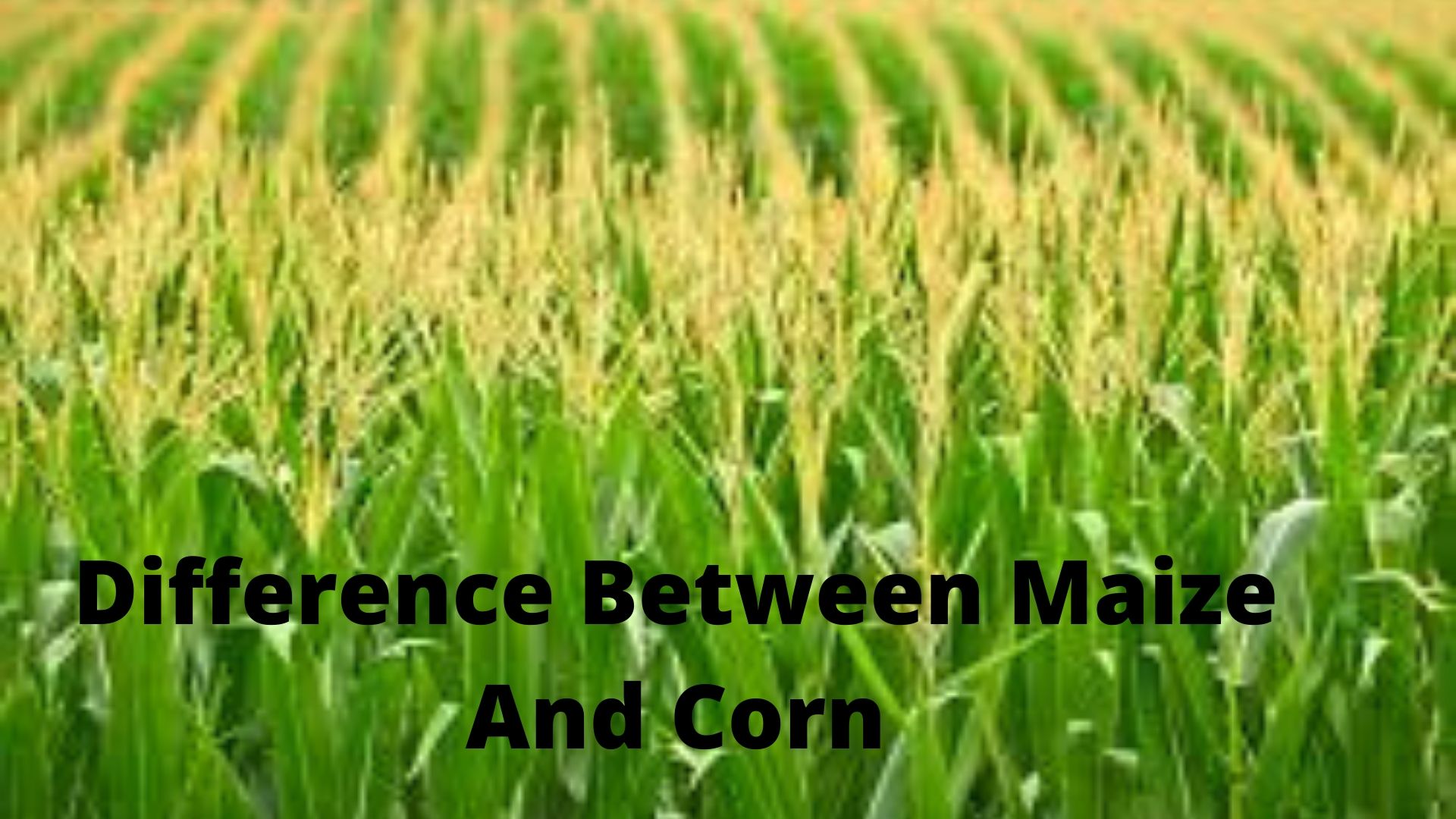 see-the-complete-difference-between-maize-and-corn