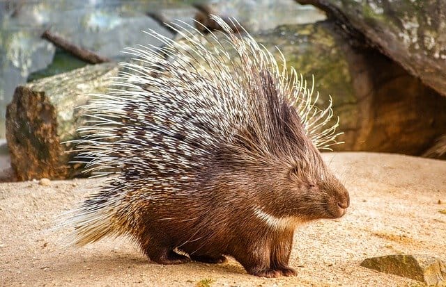 Porcupines Shoot Their Quills