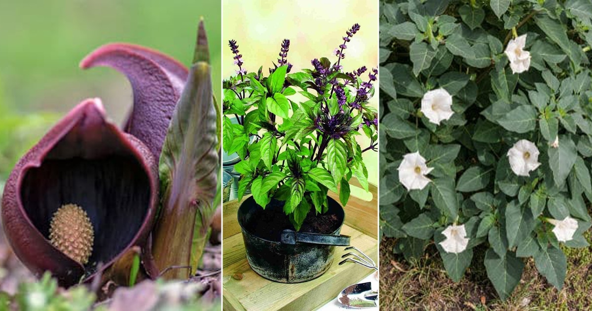 Plants that deter Snakes: Top 8 Snake Deterrent Plants